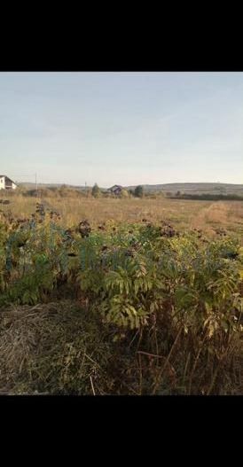 Teren intravilan 5000 m² de vânzare în Lunca Cetățuii, Ciurea - Poză 2