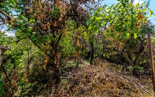 Casă pe Dorobanților | 716 mp teren | centrală gaz | Pârneava - Poză 12