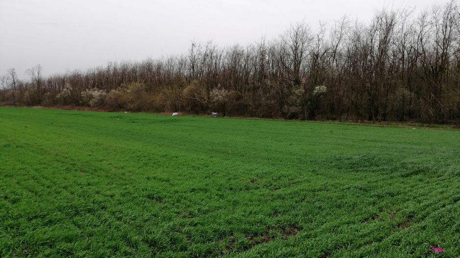 Teren extravilan localitatea Afumati - Poză 2