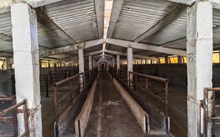 Spațiu industrial -fermă Orțișoara - Poză 2