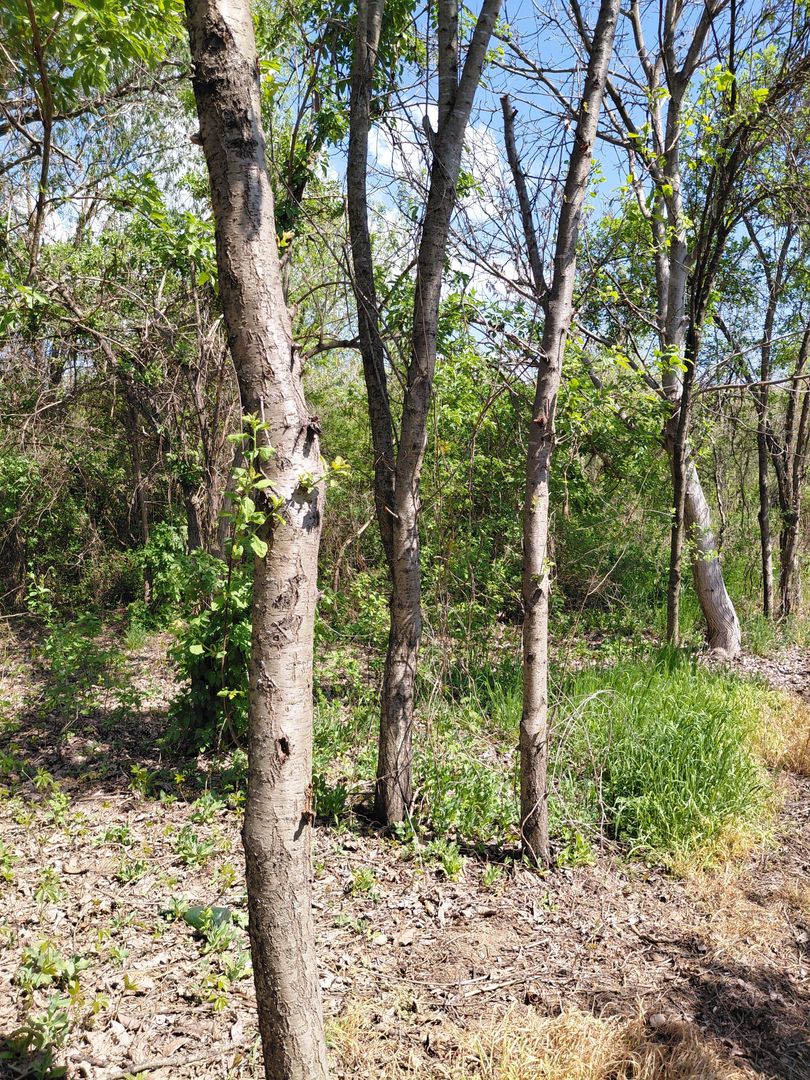 Teren intravilan 3.250 mp în Filești – Ideal pentru casă sau investiție! - Poză 19