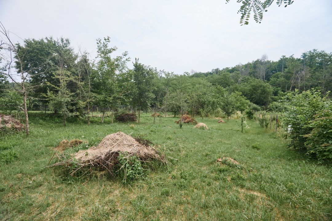 Teren 2240 mp intravilan + casa batraneasca Hintesti-Basangesti - Poză 6