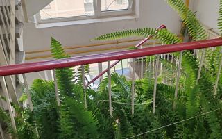 BRASADAS închiriază ap 2 cam Medicină Univ. Politehnica. - Poză 1