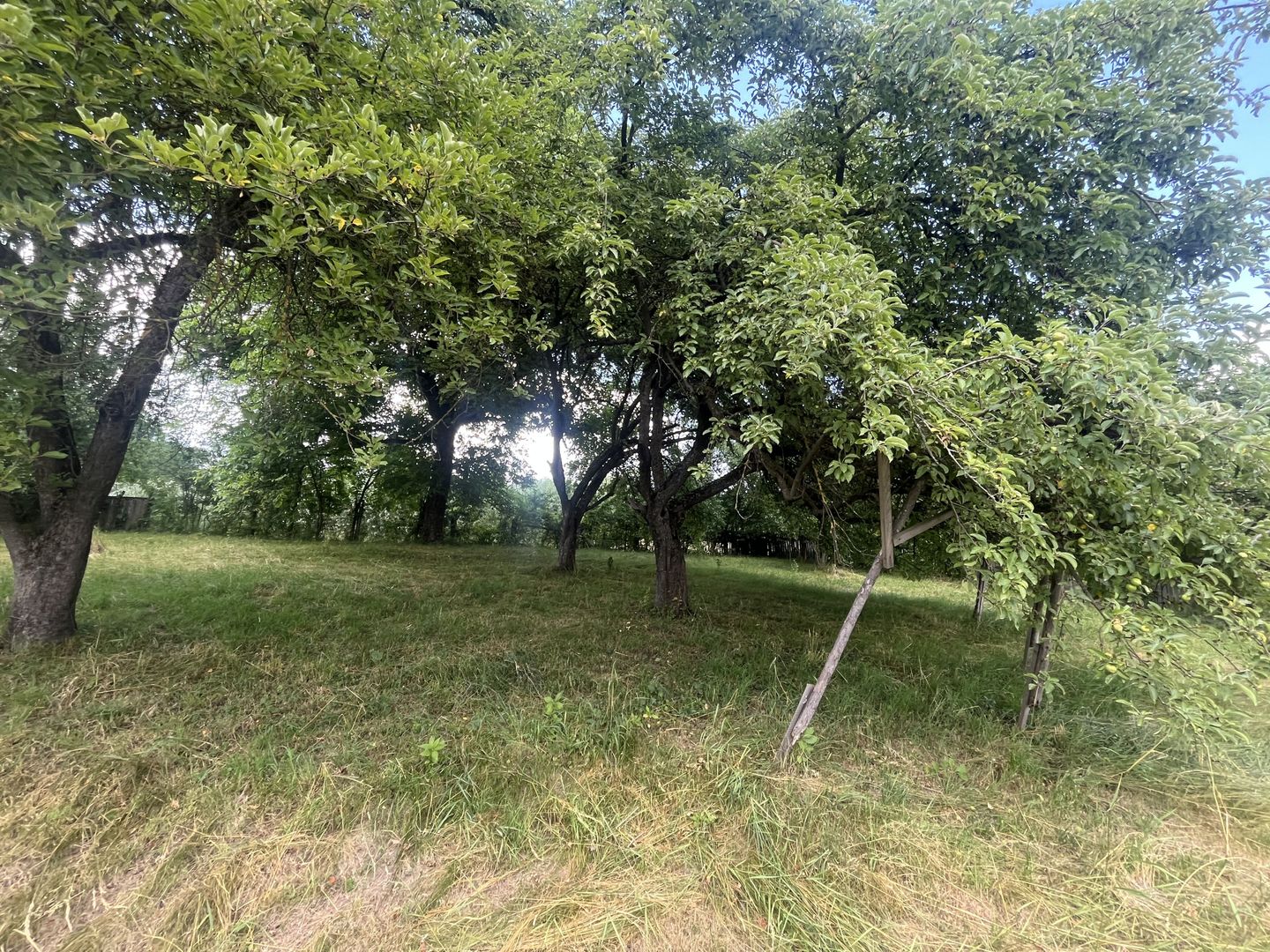 GRADINA BUNICII DE ODINIOARA,DE VANZARE -PAPAUTI,COVASNA. - Poză 11