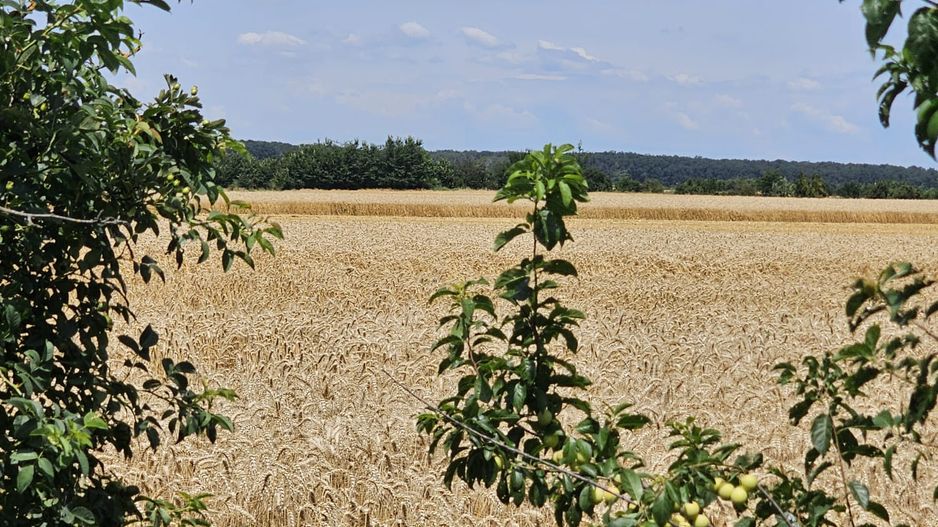 Vanzare Teren Intravilan Buftea, 750mp, str. Ulmului, Pista Biciclete - Poză 9