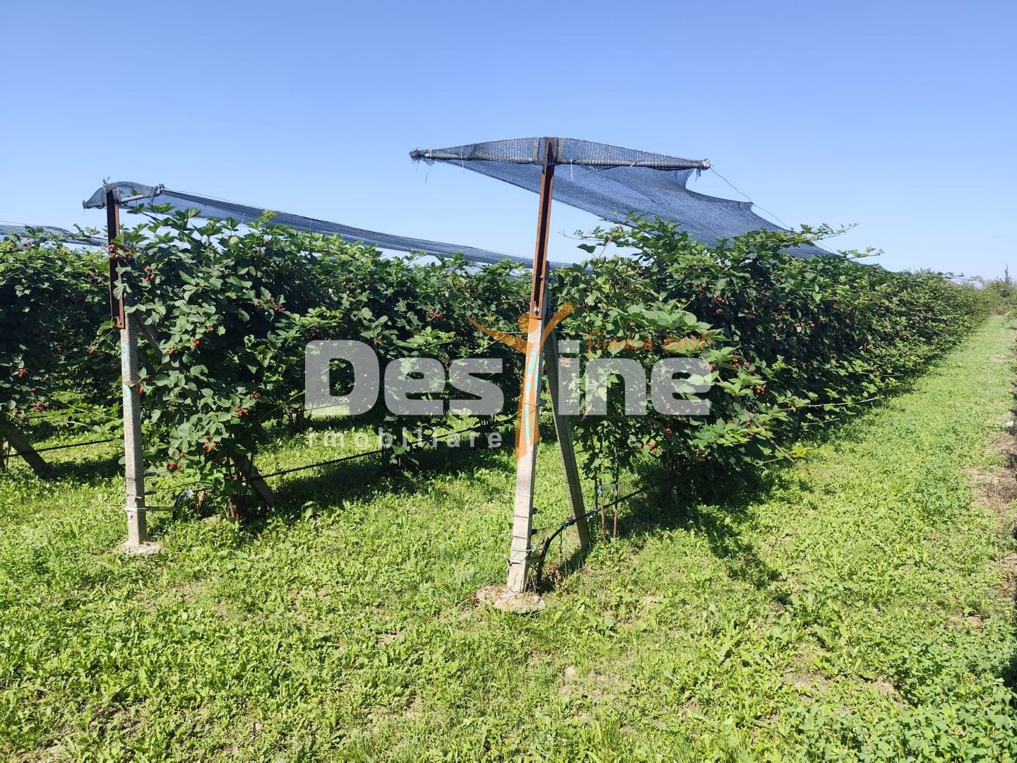 Plantatie de Muri Baicoi 10.000 mp Afacere la cheie! - Poză 13