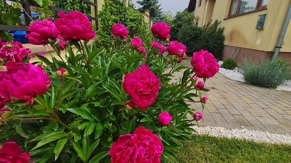 Vila spațioasă și recent renovată în Ghiroda! - Poză 26