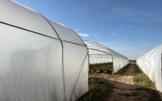 Teren intravilan agricol | 7029 mp | Satu Nou | Bihor - Poză 10