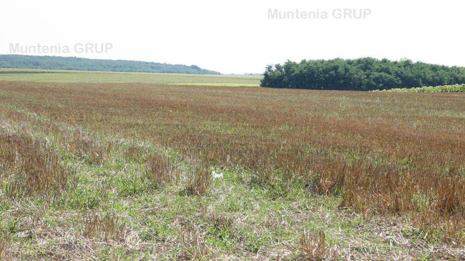 Belciugatele - laga Complexul Turistic Valea Iazurilor, 19720 mp. cu deschidere la balta - Poză 9
