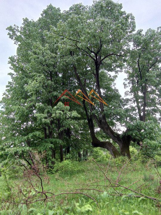 Teren 2500 mp, acces drum asfaltat, Bustenari, Telega Prahova - Poză 6