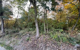 Teren Extravilan, Ciurila, Padurea Faget - Poză 4