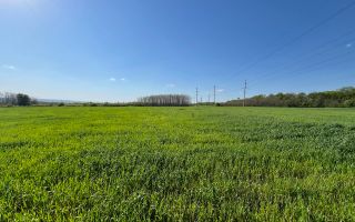 Teren agricol de 24 ari în Ghidighici – aproape de pădure, potrivit pentru investiție sau activitate agricolă - Poză 1