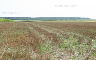 Belciugatele - laga Complexul Turistic Valea Iazurilor, 19720 mp. cu deschidere la balta - Poză 8