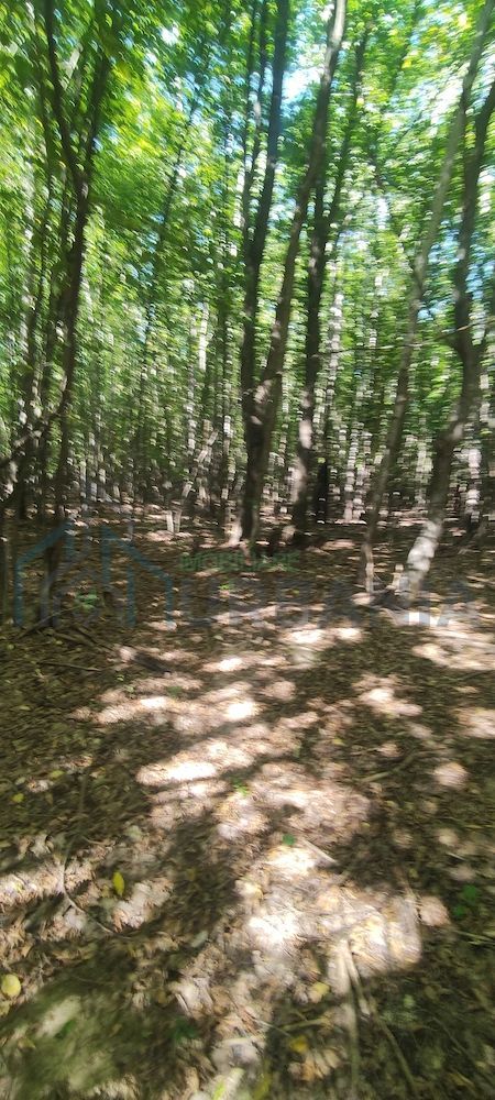 Teren forestier de vânzare, 1 ha, județul Neamț, comunele Rediu Borlești, OS Tazlău - Poză 10