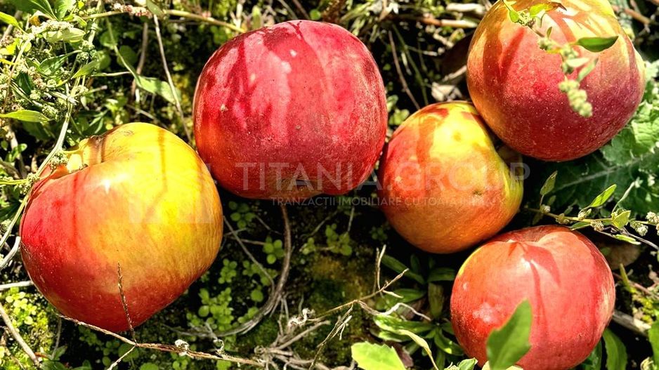 Livada+gradina, teren intravilan 2902mp, Damienesti-Bacau, comision 0 - Poză 11