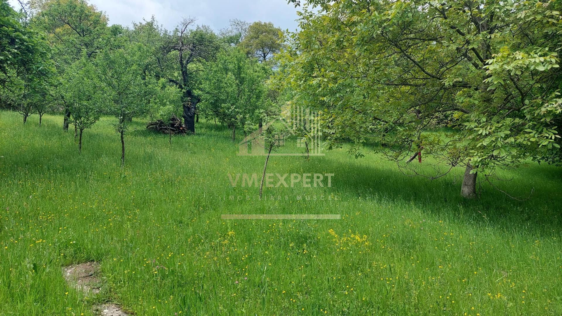 TEREN 1617 MP CAMPULUNG-MUSCEL - Poză 3