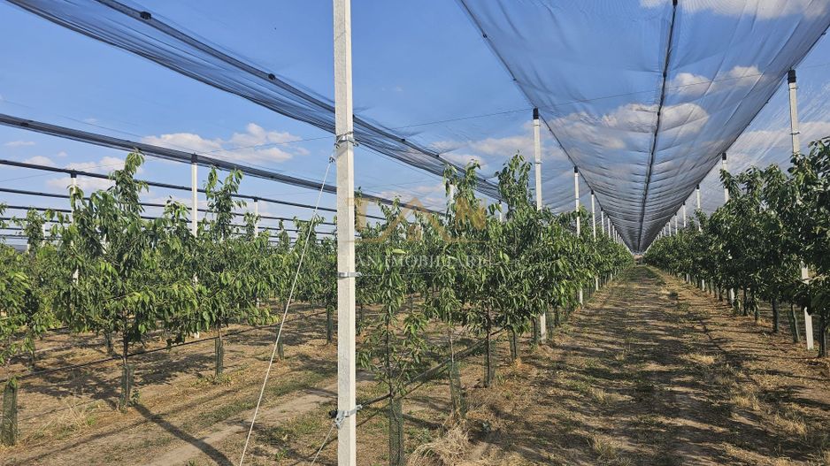 De Vânzare Afacere La Cheie ( ARAD) - Poză 5