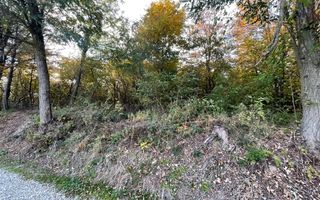 Teren Extravilan, Ciurila, Padurea Faget - Poză 5