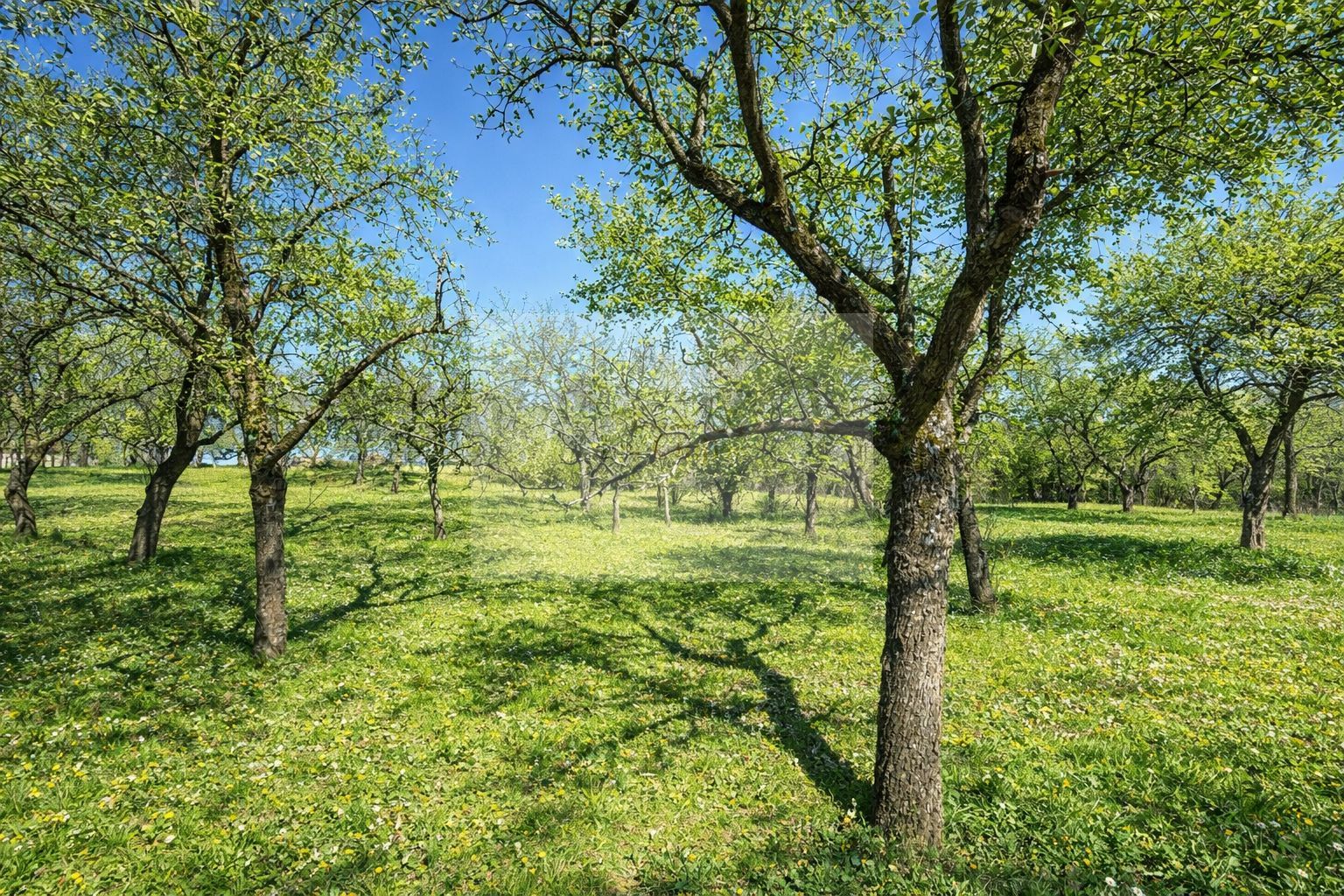 Proprietate cu potențial pensiune – sat Masca, 45 km Cluj - Poză 8