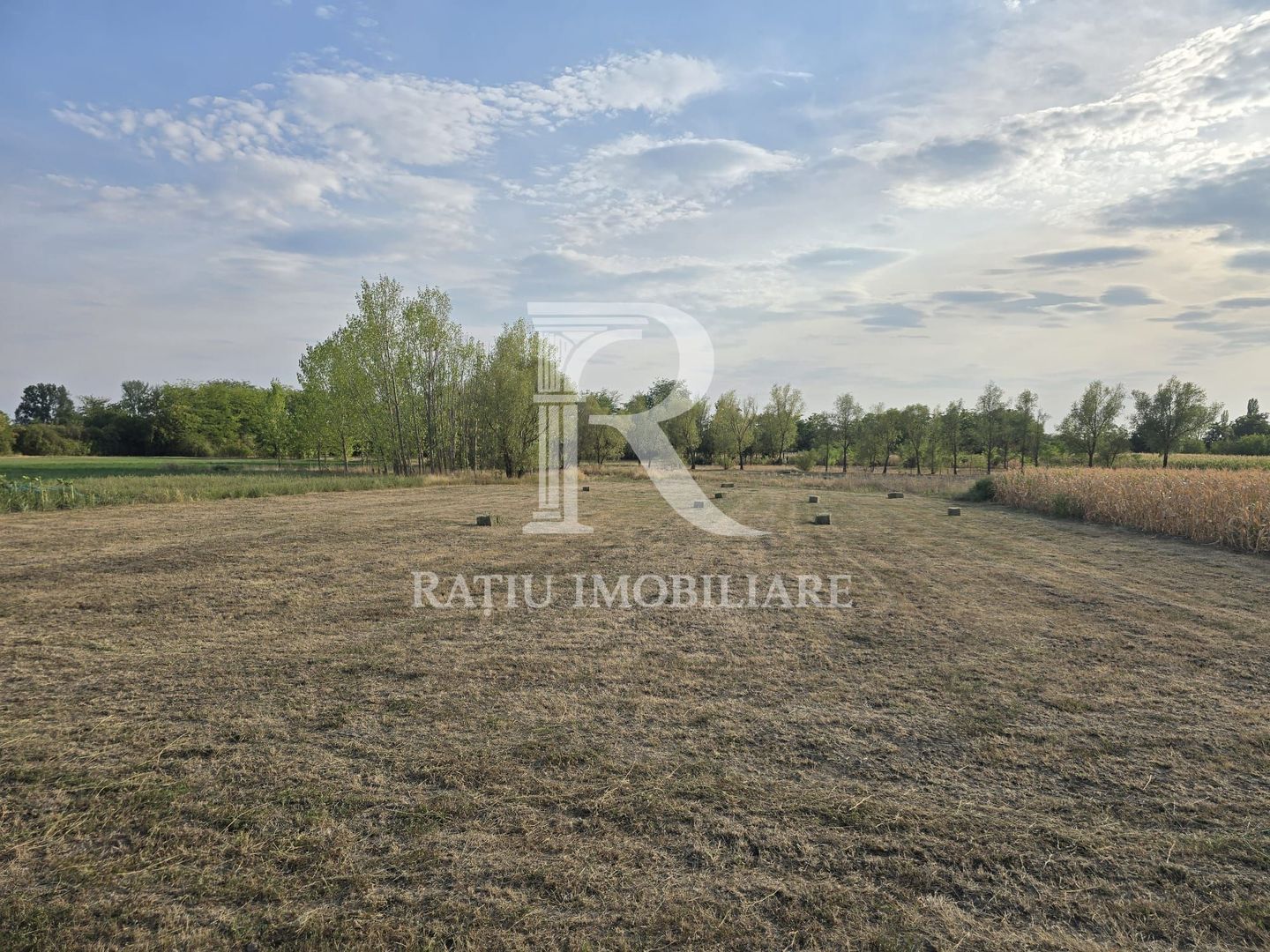 Teren intravilan 6.514mp | 39m front stradal | Ciocaia | Săcuieni - Poză 6