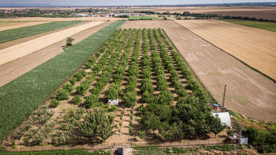 Livadă de nuci altoită și ecologică 2.5ha - Poză 1