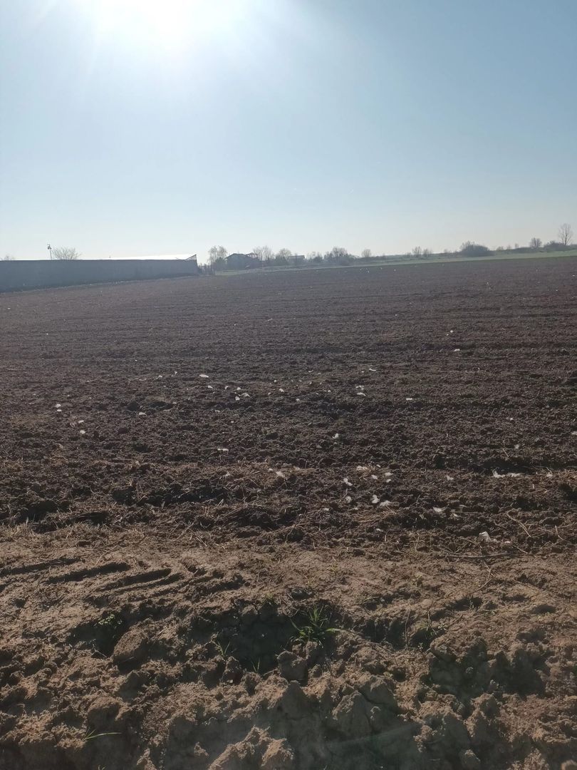 Teren de vanzare, Ordoreanu, Ferma de Struti, pret discutabil - Poză 4