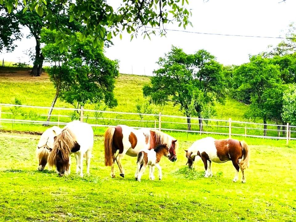 AFACERE DE VANZARE| Pensiunea SILVANKA din Valcele 3* | Langa BRASOV - Poză 9