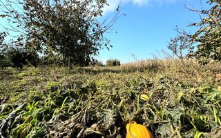 Livada+gradina, teren intravilan 2902mp, Damienesti-Bacau, comision 0 - Poză 15