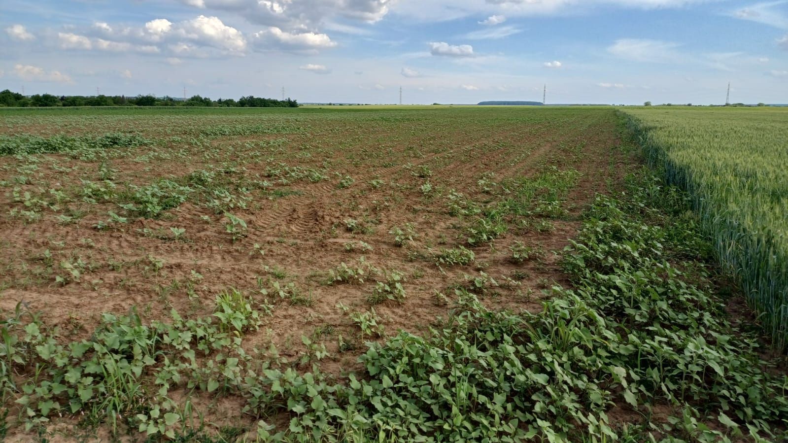 Teren intravilan de vanzare | Peris | 10.000 mp | Investitie sigura - Poză 5