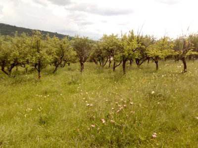 Teren intravilan si livada Draghici - Poză 6