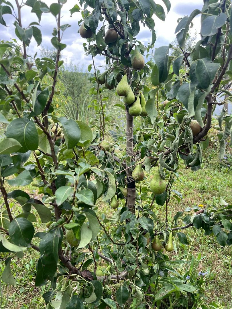 Casă ecologică 113 mp utili cu utilitati  + Teren 3100 mp, Balda, județul Mures - Poză 10