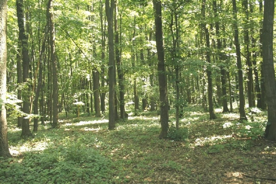 TUNARI - Centura Bucuresti, 16,7 Ha. teren (padure de peste 100 ani) - Poză 2