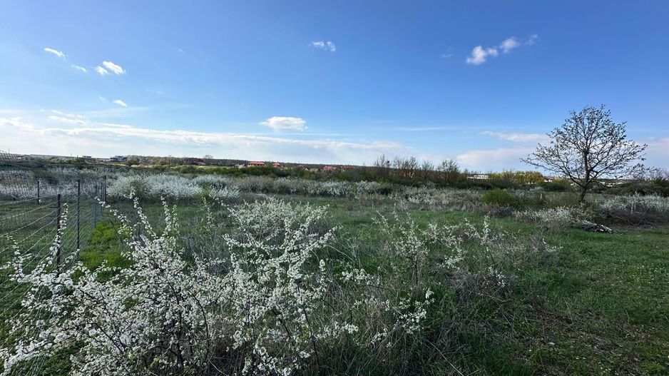 Mogosoaia, teren 792 mp, vedere la lac, utilitati, STB la 750 m (R470) - Poză 3