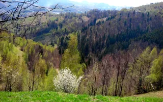 teren intravilan in zona Magura Bran - Poză 24