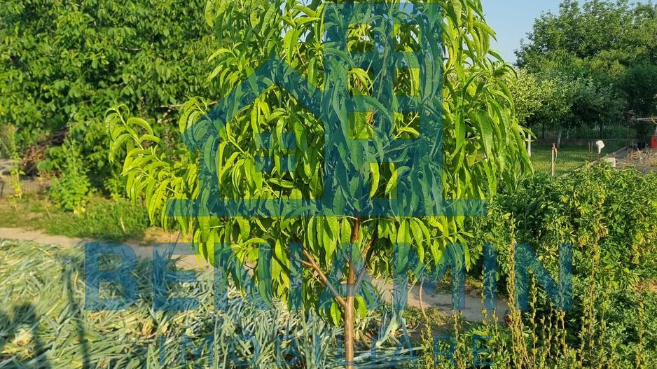 Teren 709mp utilitati asfalt Livezi, Podari, la 7,5 km de Craiova - Poză 4