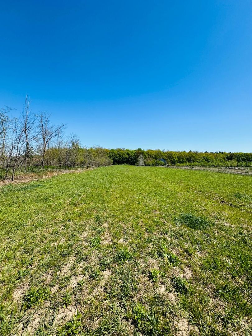 Teren intravilan 3800 mp Alparea lângă pădure - Poză 2