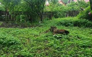 Casă bătrânească de vânzare în Tărlungeni - Poză 3