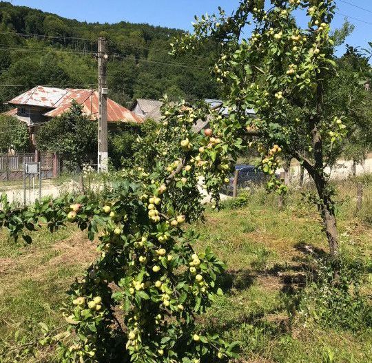 Vanzare teren intravilan cu utilitati trase, Babana - Poză 6