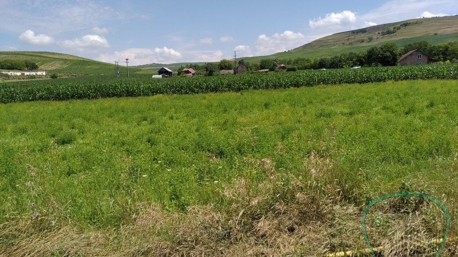 P 1037 - Teren  în județul Mureș - comuna Band - Poză 2