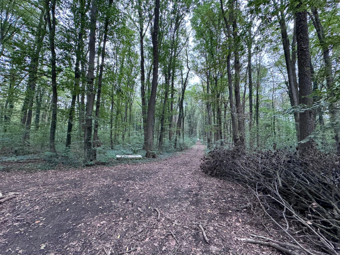 192842 mp teren in Padurea Baneasa proiect exclusivist - Poză 12