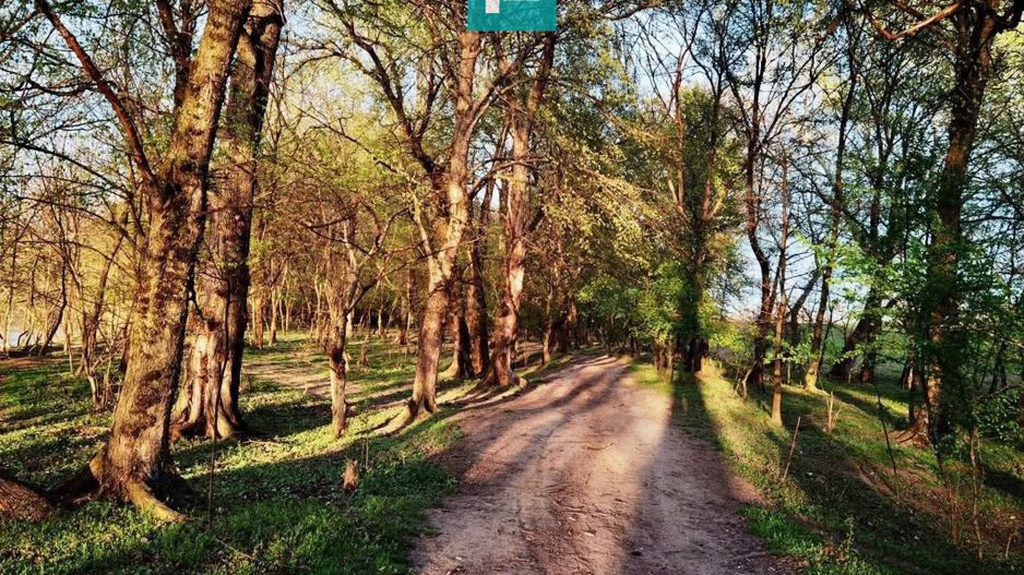 Teren pe malul Muresului- oportunitati multiple - Poză 3