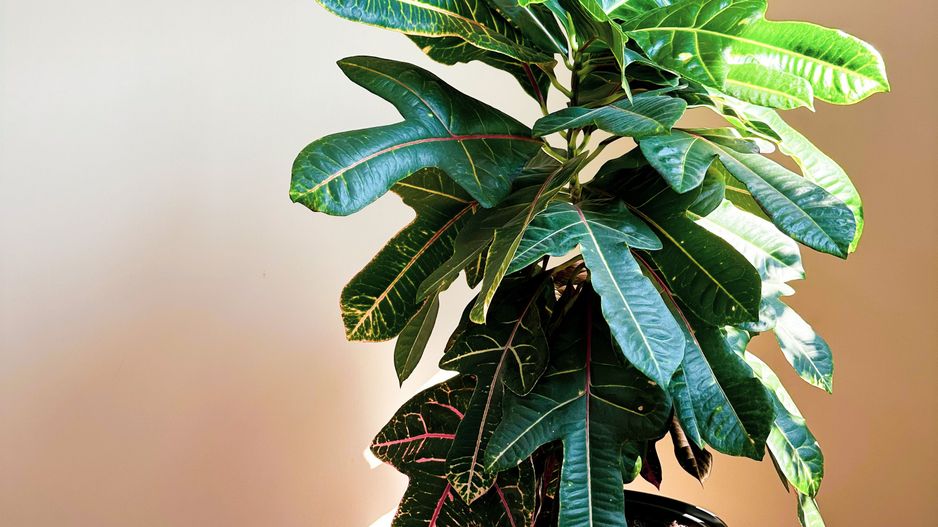 Dumbravita - Casa 5 camere, 179 mp | Mobilat & Utiliat | Garaj - Poză 44