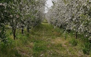 De Vânzare Casă Valea Vinului - Poză 15