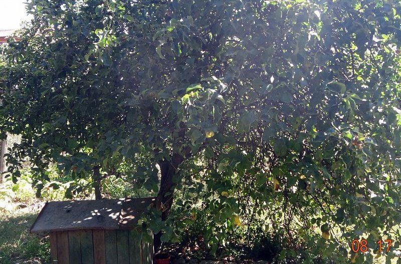 De vanzare  - casa cu 4 camere,  900 mp teren  - str. Razboieni. - Poză 6