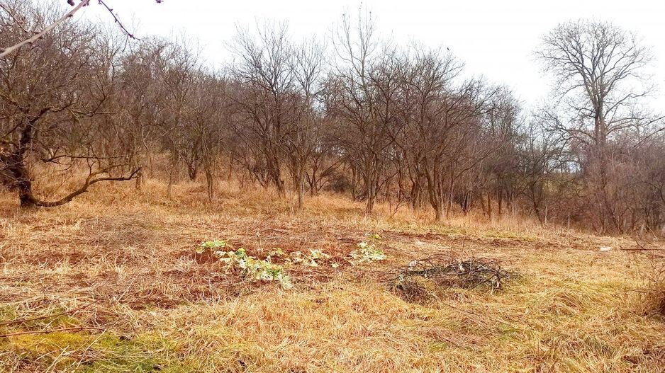 Casa cu teren generos | front 24.5 m - Poză 11