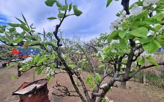 AZURA Imobiliare - Casa Prundu Bananai - Poză 27