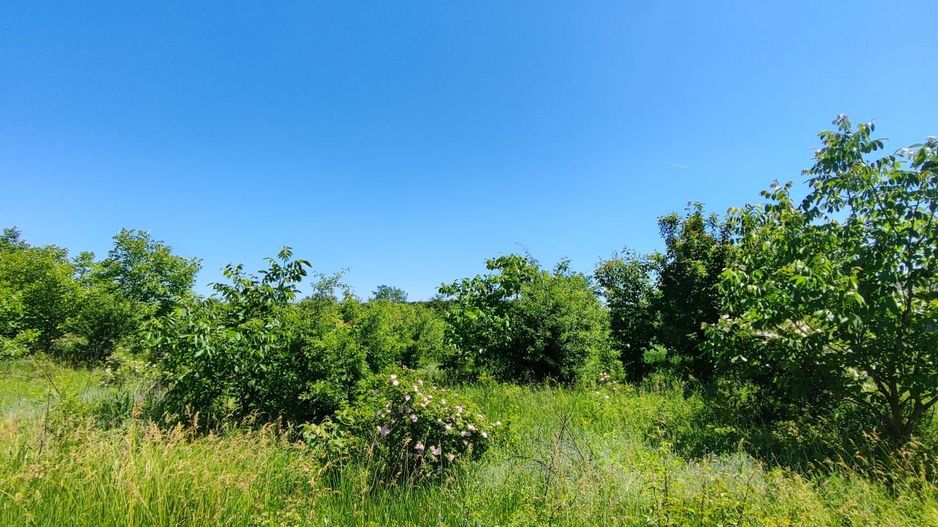 Lot pentru două case – Corbeanca Tamași - Poză 13