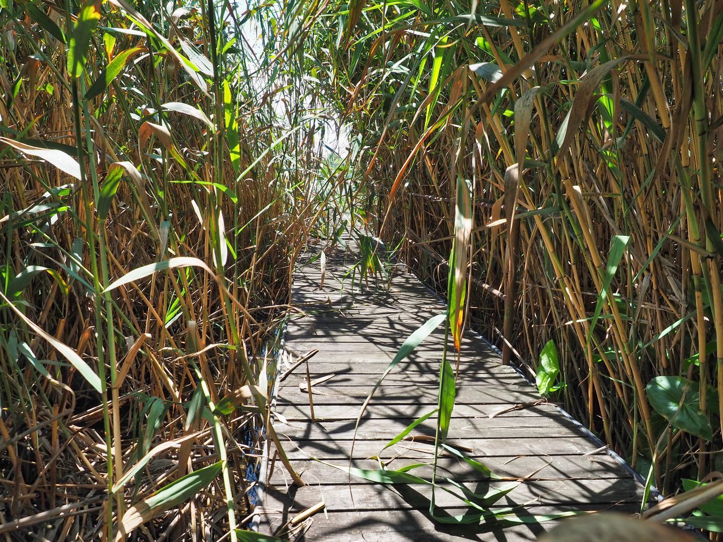 Vila 6 camere-teren 1800mp-Snagov Izvorani-lac - Poză 19