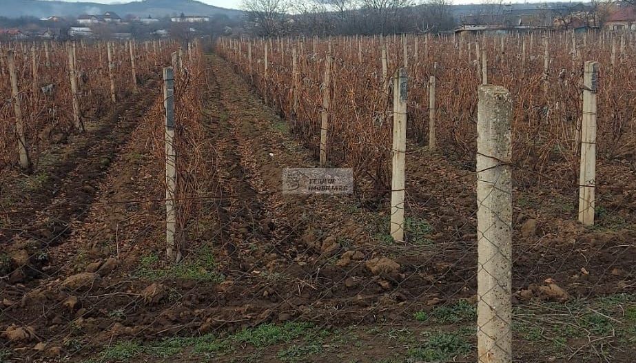 Teren/Loc de casa/Tamboesti - Poză 2