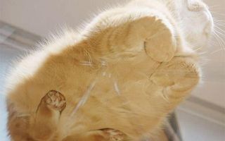 APARTAMENT NOICE CU CHIRIASI LA PACHET - Poză 3